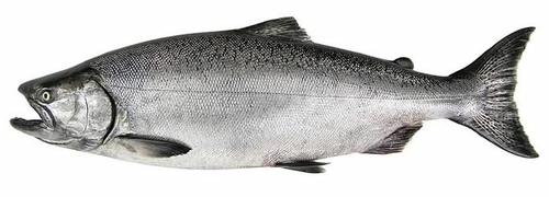 Chinook Salmon Chinook Salmon