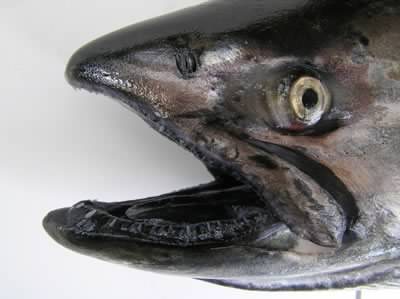 Chinook Head Chinook Head