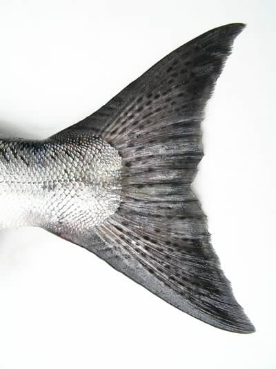 Chinook Tail Chinook Tail