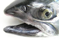 Coho Head Coho Head