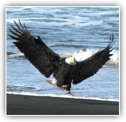 Wildlife Tours Wildlife Tours