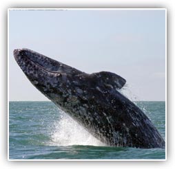 Wildlife Tours Wildlife Tours