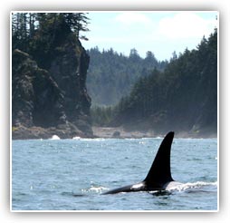 Wildlife Tours Wildlife Tours